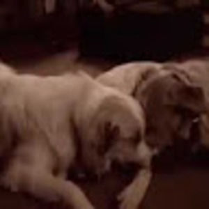 Meet your Posher, Maliko